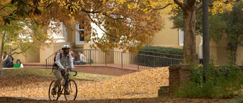 Man bicycling beneath tree with yellow leaves on Horseshoe