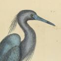 Painting of gray heron