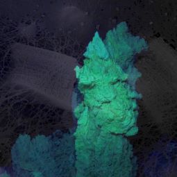 : Anna Davidson, Untitled 2, 2022, digital photograph.