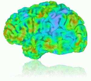 Infrared Brain Image