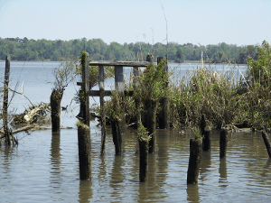 Remains of a rice gate along the Cooper River. Rice fields once dominated the landscape of this region. (SCIAA Image)