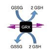 The redox sensor rxYFP equilibrates with reduced (GSH) and oxidized (GSSG) glutathione pools via thiol-disuflide exchange reactions catalyzed by glutaredoxins (Grx)