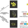 Yeast cells expressing rxYFP targeted to the cytosol, mitochondrial matrix, and intermembrane space using genetically-encoded targeting signals