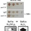 Indirect assay for sulfite reductase activity, an cytosolic Fe-S dependent enzyme. Serial dilutions of WT and erv1-1 strains were plated on SC bismuth-sulfite plates with or without the addition of 1 mM GSH. The brown color is a result of the accumulation of sulfide product. GSH rescues the sulfite reductase of erv1 strains. 