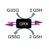 The redox sensor rxYFP equilibrates with reduced (GSH) and oxidized (GSSG) glutathione pools via thiol-disuflide exchange reactions catalyzed by glutaredoxins (Grx). 

