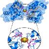 Crystal structure of human Glrx5 dimer with GSH-ligated [2Fe-2S] cluster