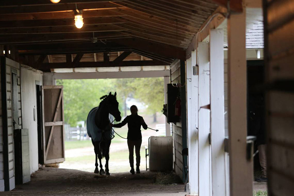 A horse is exercised in the morning before racing begins at the Carolina Cup on April 1, 2023. Photo by SYDNEY HALL