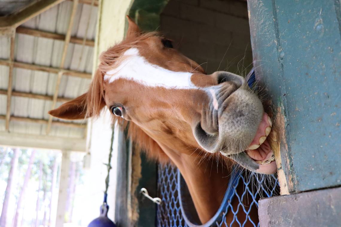 A Springdale Race Course resident and steeplechaser attempts to take a bite out of his stable door at the Carolina Cup on April 1, 2023. Photo by LYDIA SCHULZ