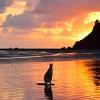 A kangaroo in Cairns, Australia by Corey Alpert "I had a very unconventional study abroad experience. I studied at the University of Queensland for two semesters, plus the Australian summer in between (and a winter in New Zealand)."