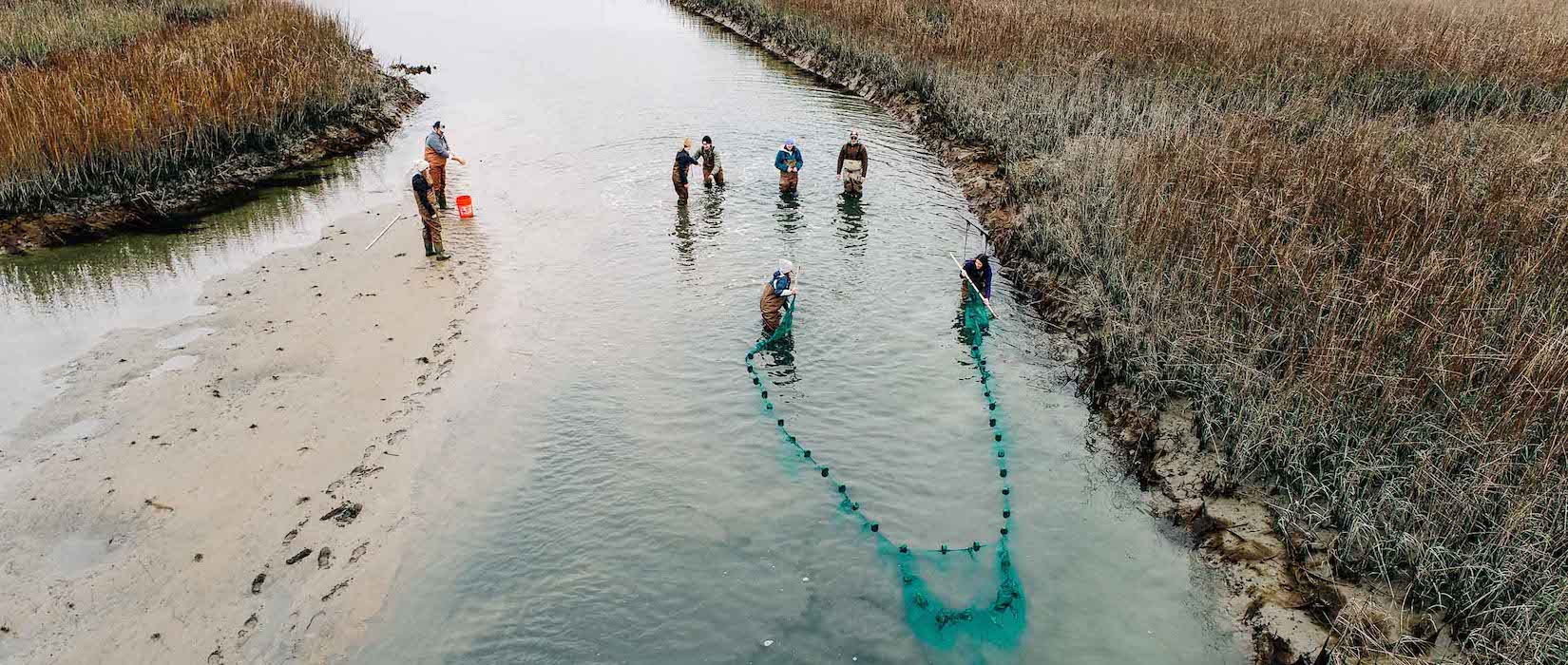 aerial view of Honors students in the water with nets in a coastal waterway