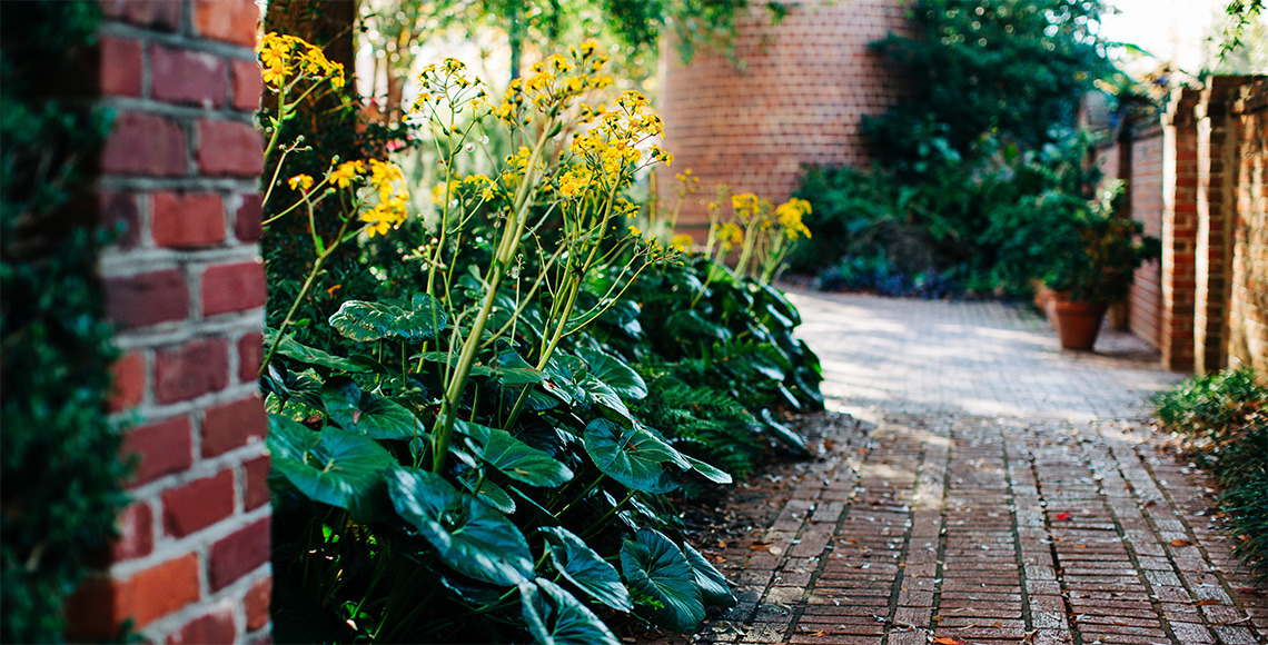 Bricked pathway outside with various plants and flowers