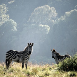Two zebras in front of a forest in Malawi