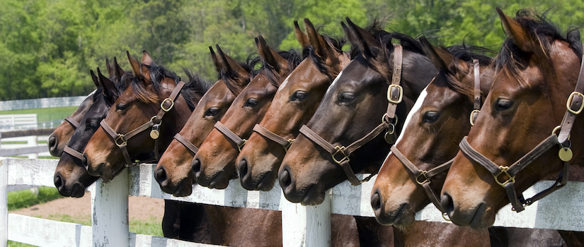 A number of thoroughbred horses wait along a fence line.