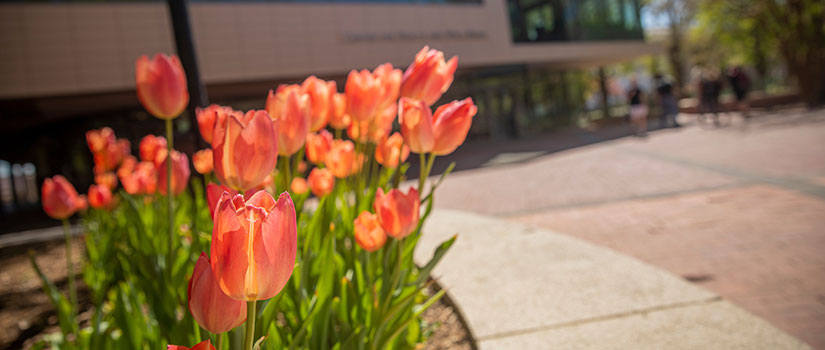 Close up of coral colored tulips with the UofSC Russell House (student union) and students in the background