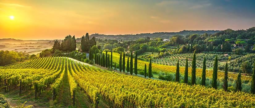 The sun rises over a a vineyard in Italy.