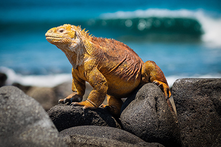 An iguana sits on rocks on the beach of the Galápagos Islands.