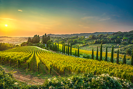 The rolling hills of Italy's Tuscany region with a sunrise in the background.