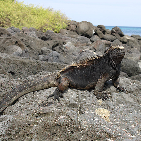 An iguana in the Galápagos stands on a rocky beach.