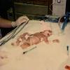 Premature infant in the hospital
