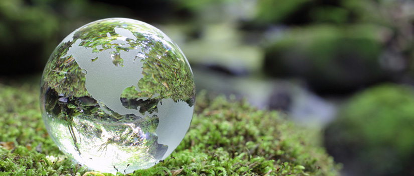 Image of a glass globe with moss and trees in the background