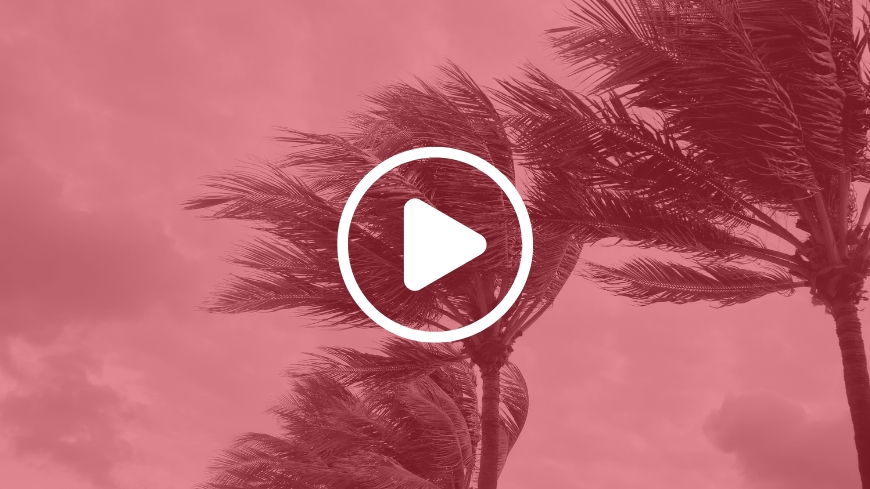 Palm trees in hurricane