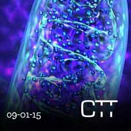 Mitochondrial Stress