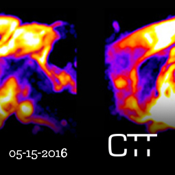 Grillo Feeding Behavior