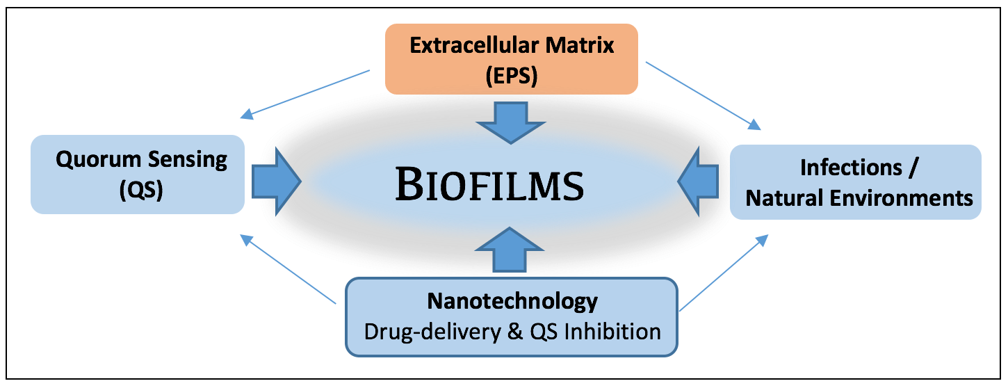 biofilms informational diagram