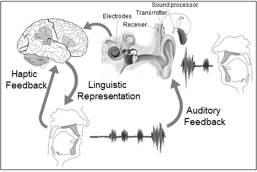 cochlear graph