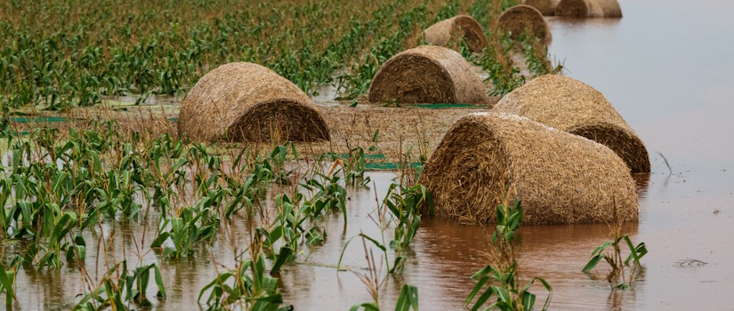 Flooded Farmland