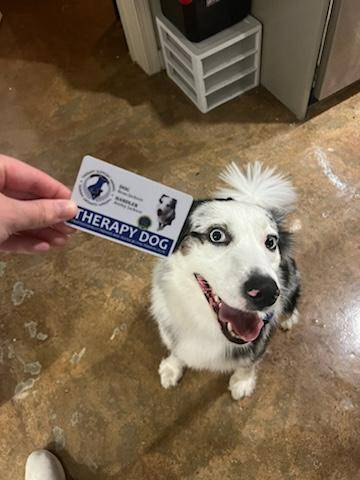 Beau therapy dog