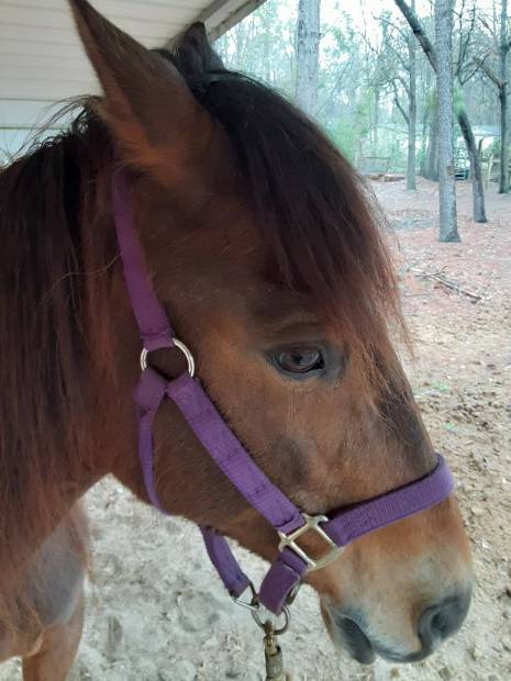 Estrella de Sarafina, Paso Fino