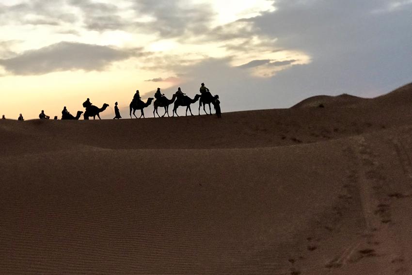 Camel Trip