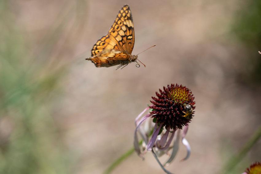 Moth and flower