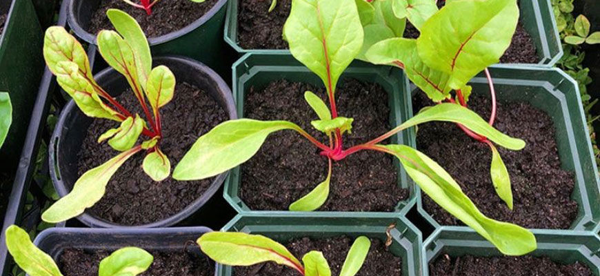 a close up photo of several gardening pots filled with sprouting, vibrant greens