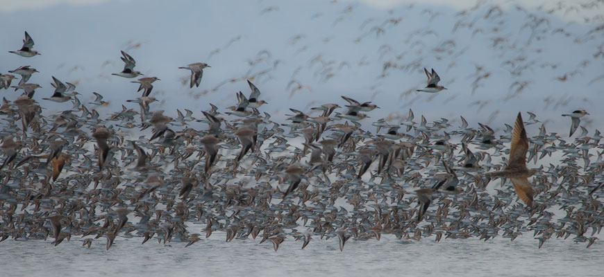hundreds of birds in flight over water