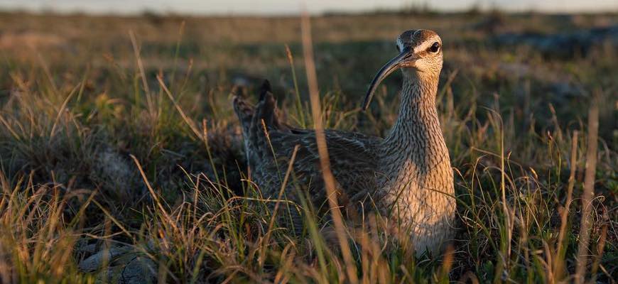 Whimbrel in the wild