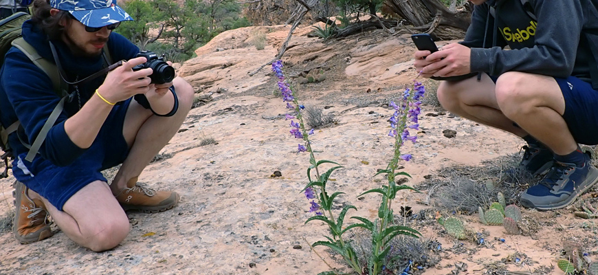 two men take photos of a purple-flowered plant 