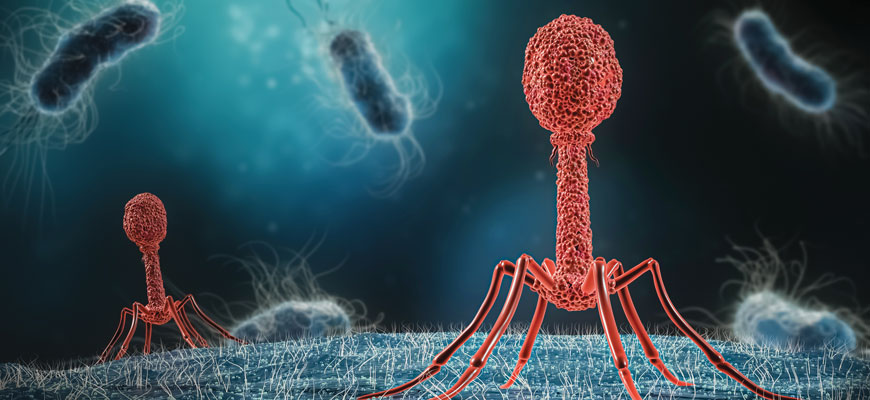 micro image of phages
