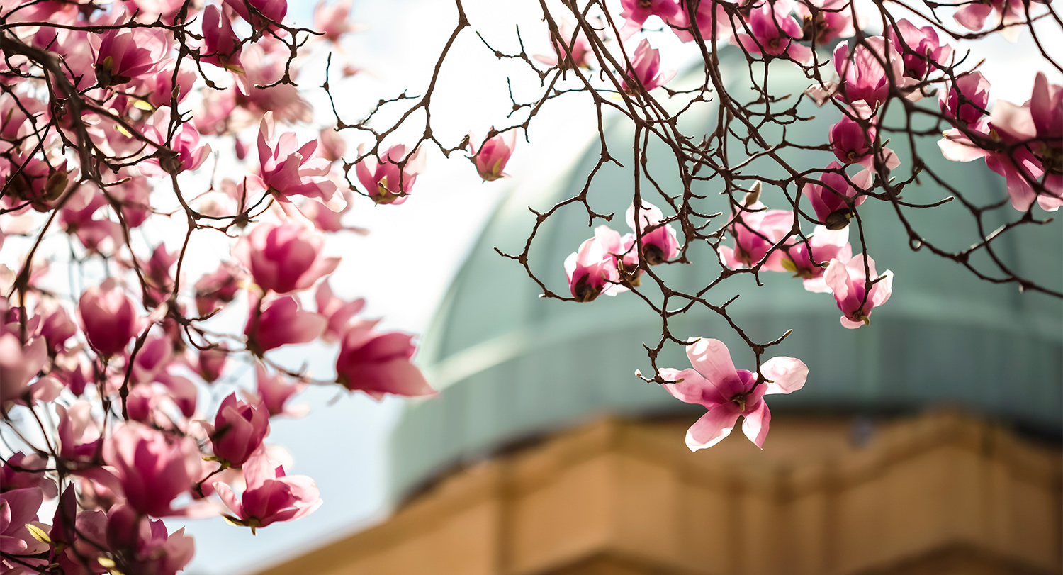 Close image of cherry blossoms with Melton Observatory dome in the background