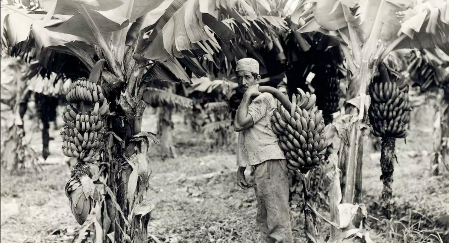 A black and white photo of a man holding a bunch of bananas in front of a banana tree with a worried look on his face
