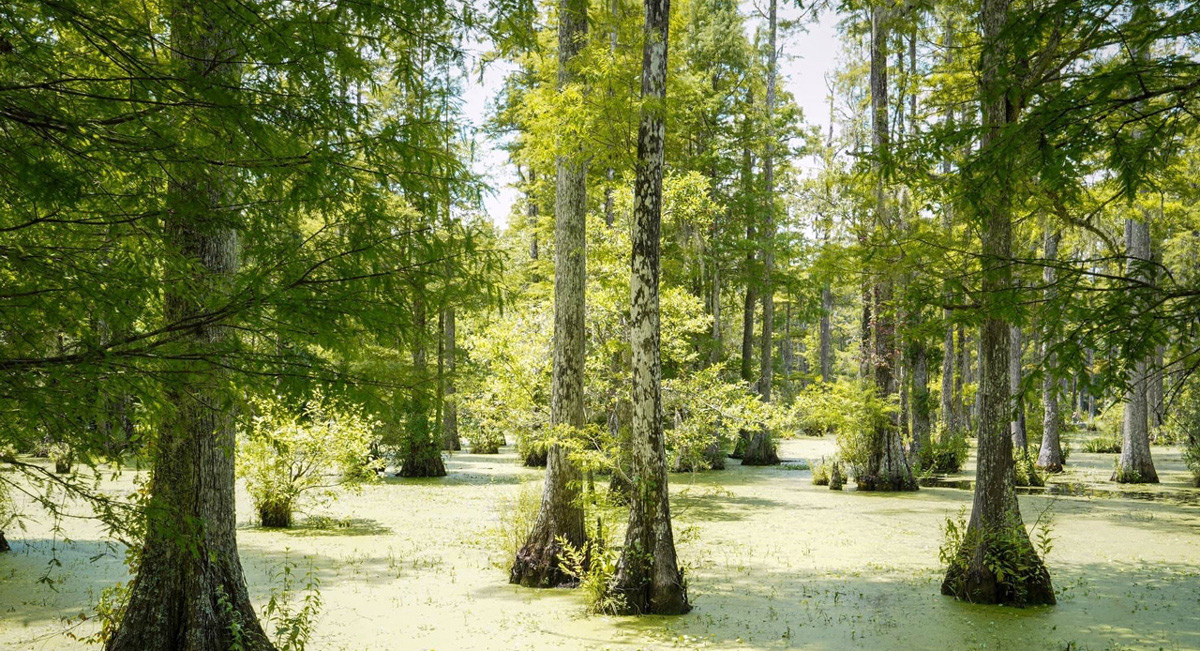 cypress trees grow in the congaree national park