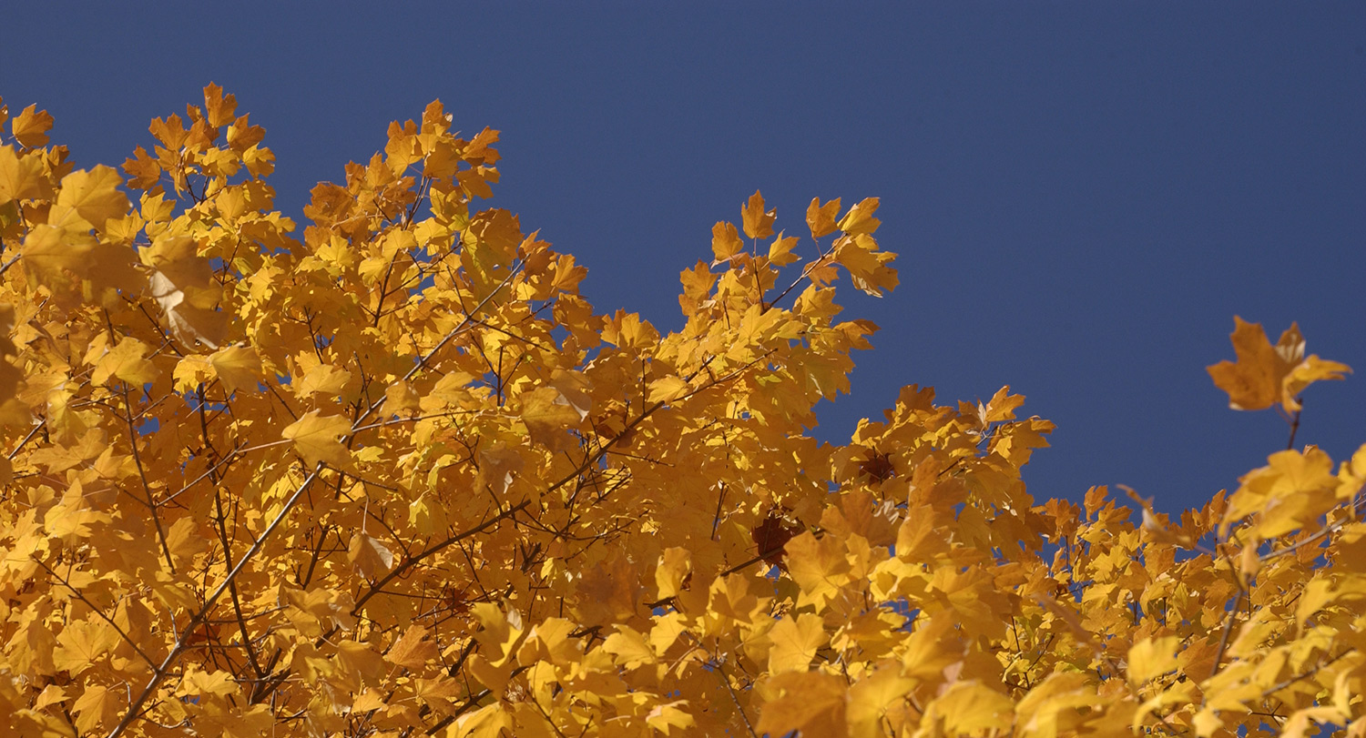 Close up of yellow leaves of a tree against a sky background.