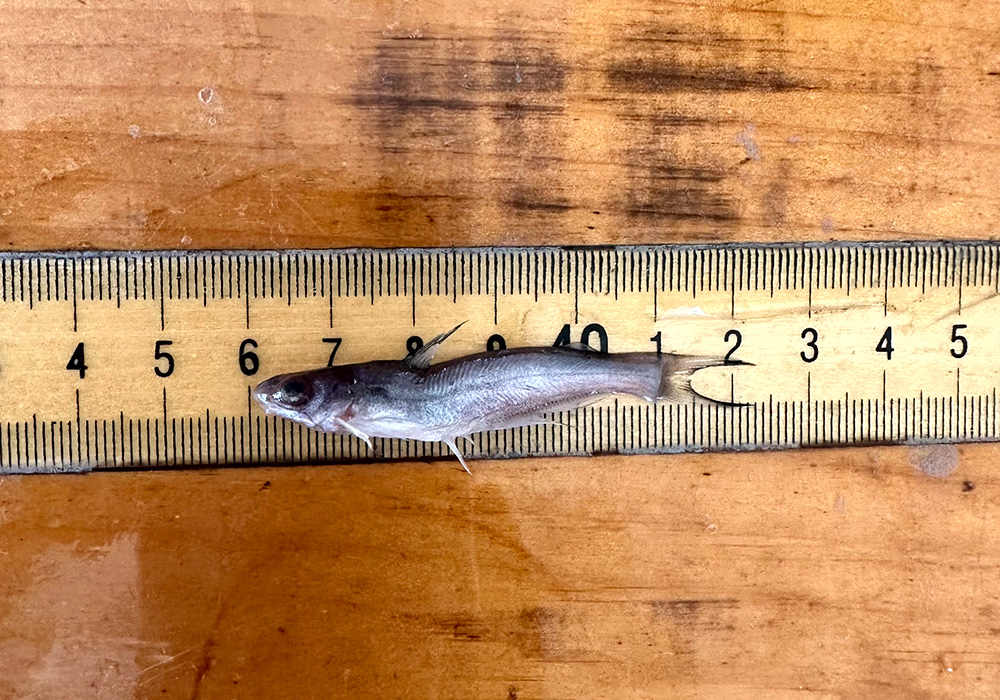 A juvenile blue catfish aligned with a ruler placed on a wooden surface