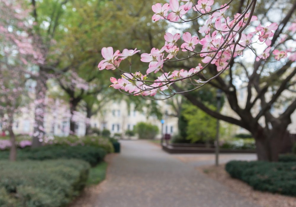 Pink flowers hang over a shaded campus walkway lined with trees and greenery