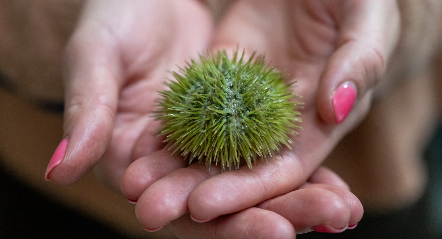 Green sea urchin rests in cupped hands