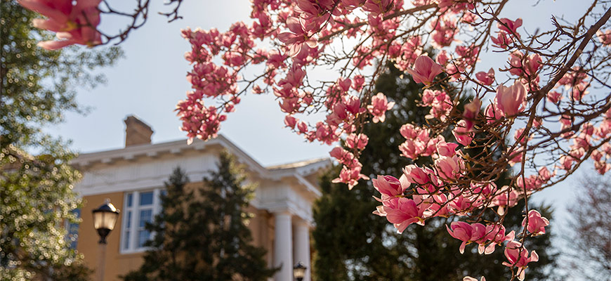 University of South Carolina campus with focus on a tree with pink flowers.