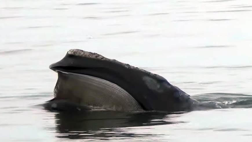 a whale breaks the surface of the water