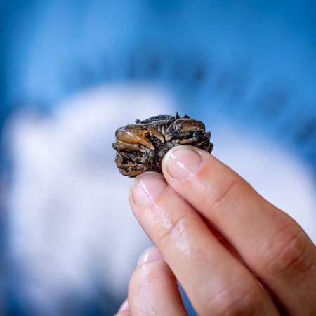 A researcher holds a tiny crab.