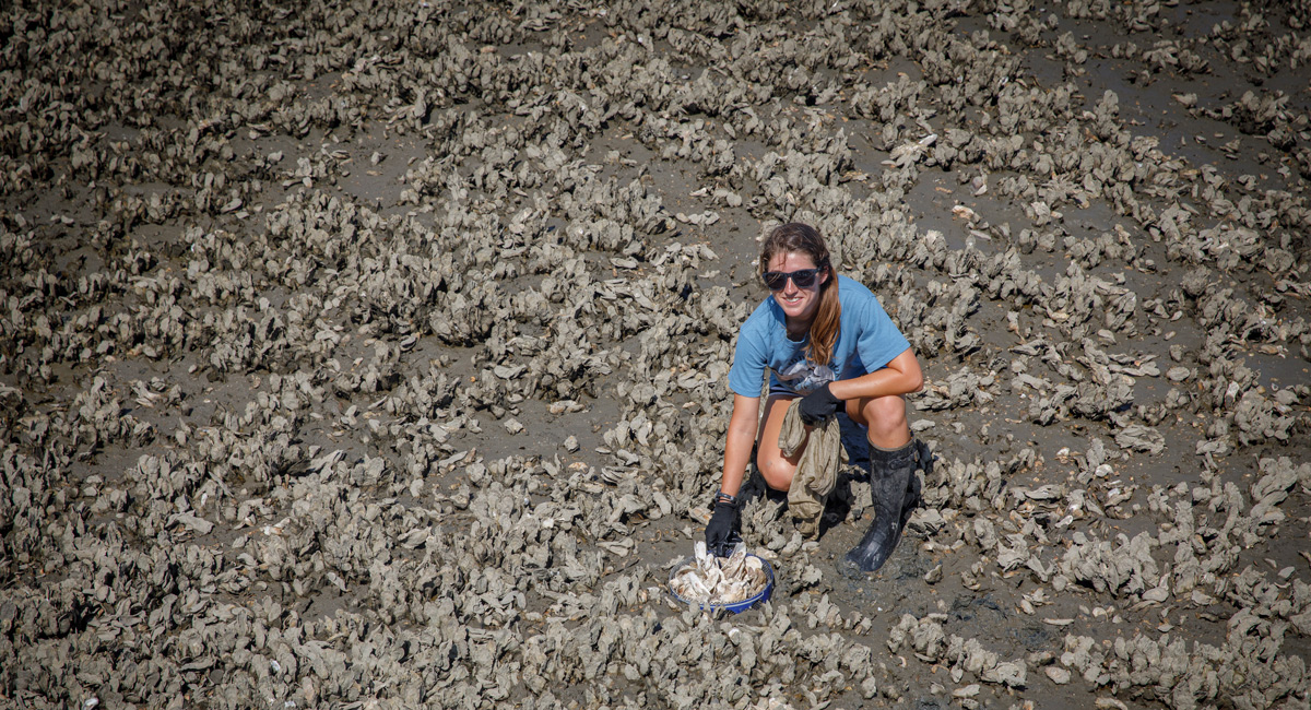 Maggie Pelton checks oyster growth in the marsh around Baruch